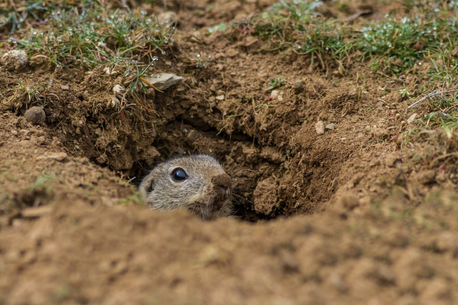 Animal burrow