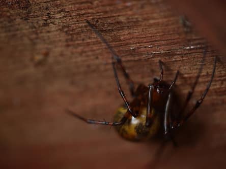 A spider in a basement