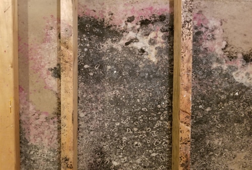 Moldy basement walls