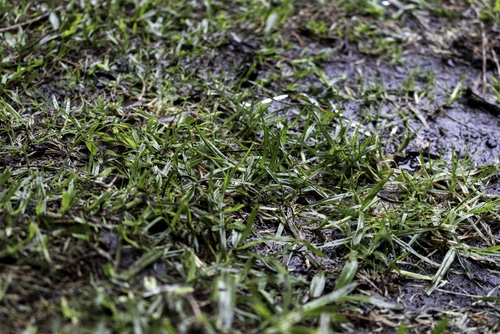 Water sitting on lawn